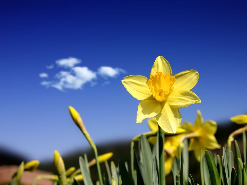 daffodil iris growth 5
